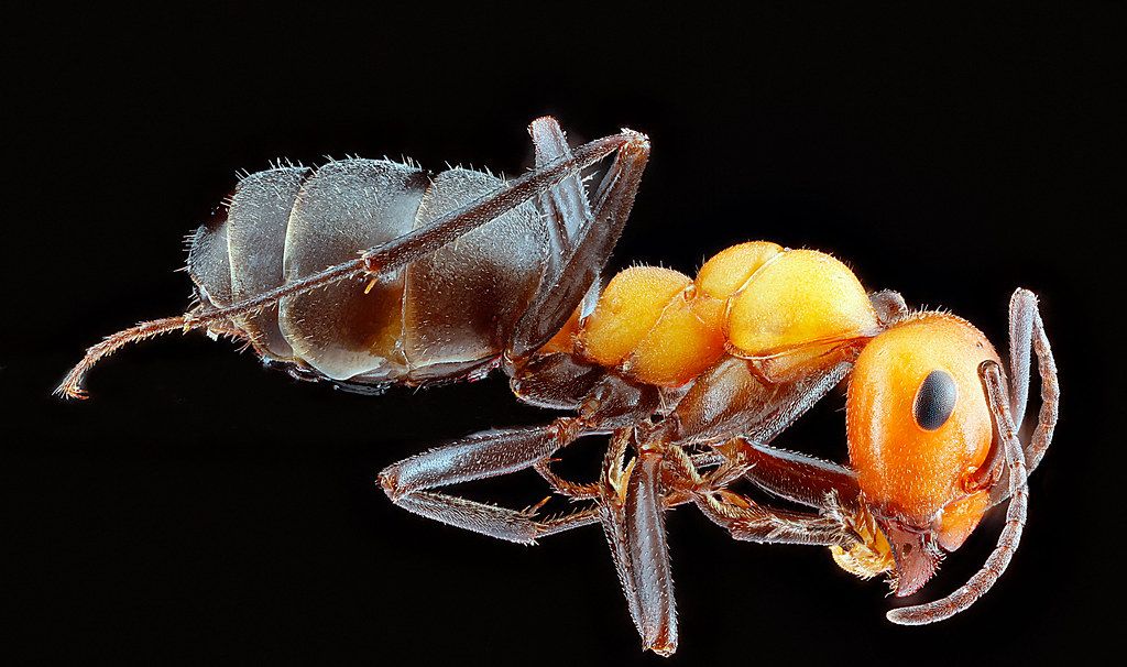Ant Control service in Centreville, VA
