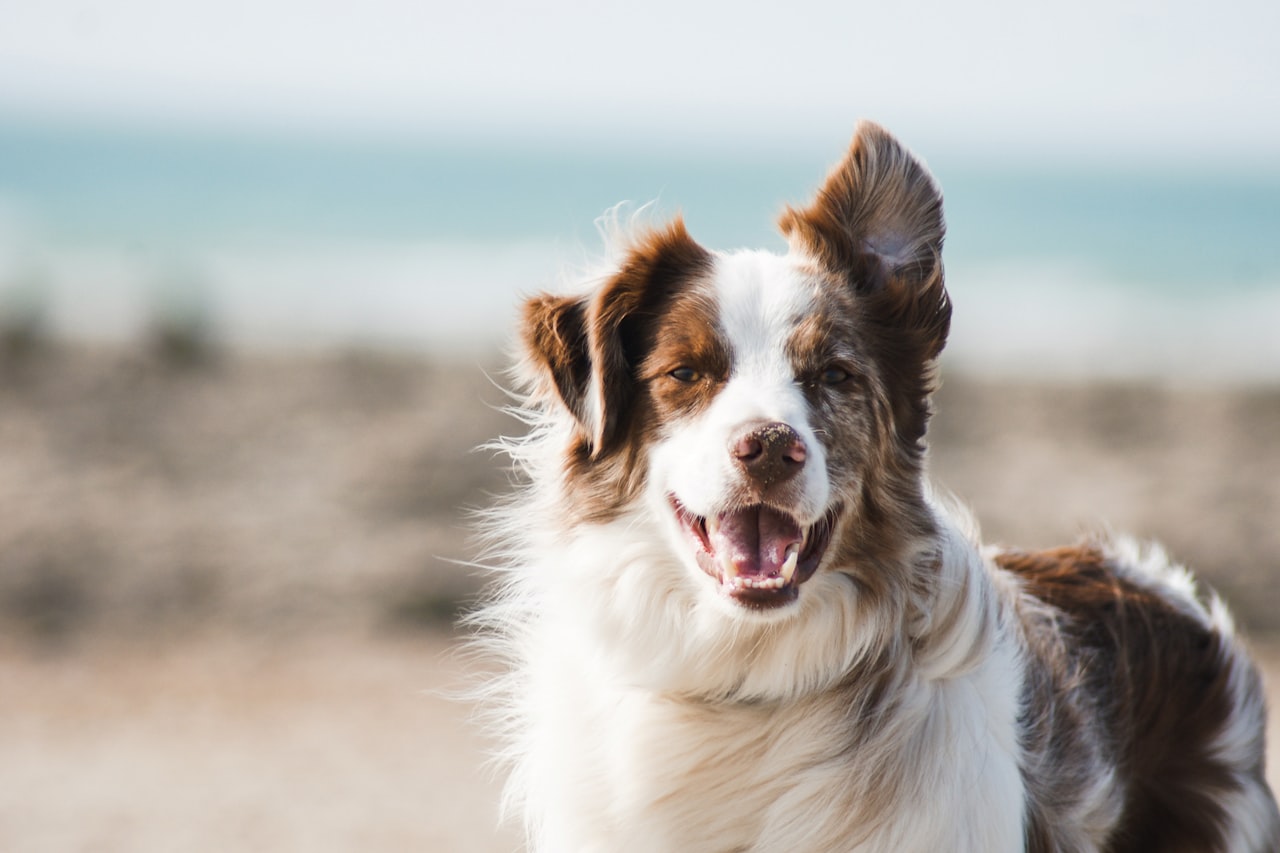 Flea & Tick Control service in Centreville, VA