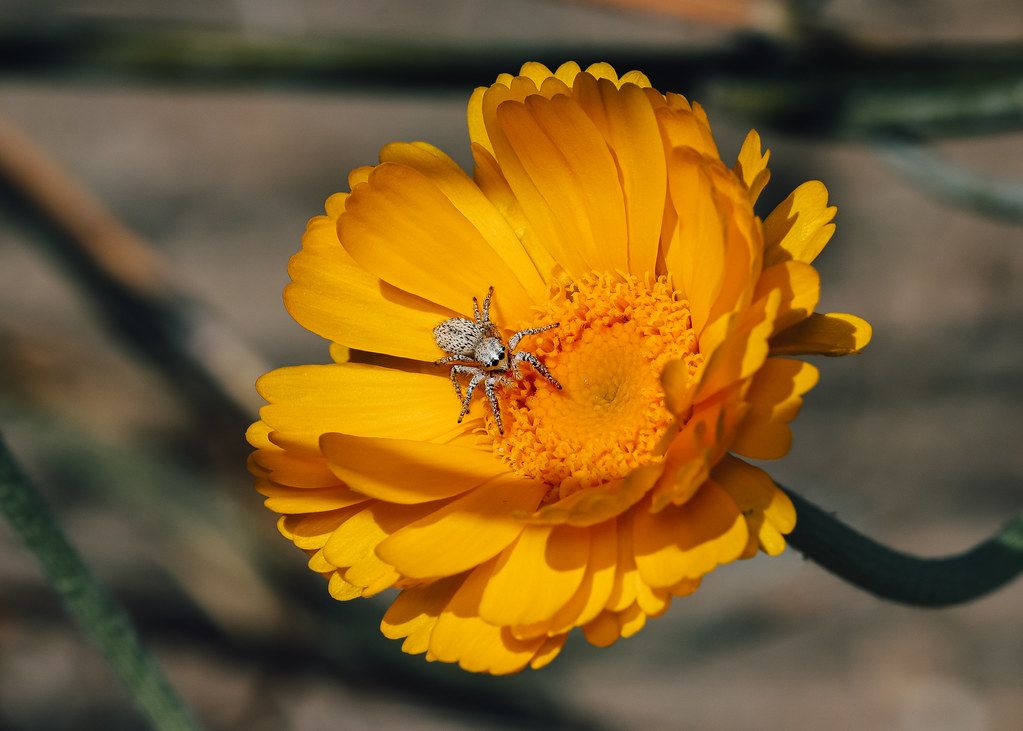 Spider Control service in Centreville, VA